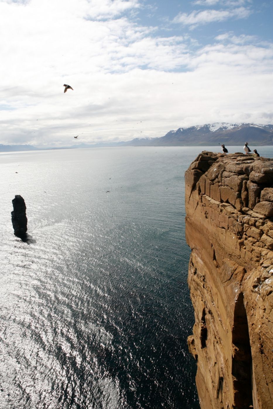 Catching Puffins, Iceland