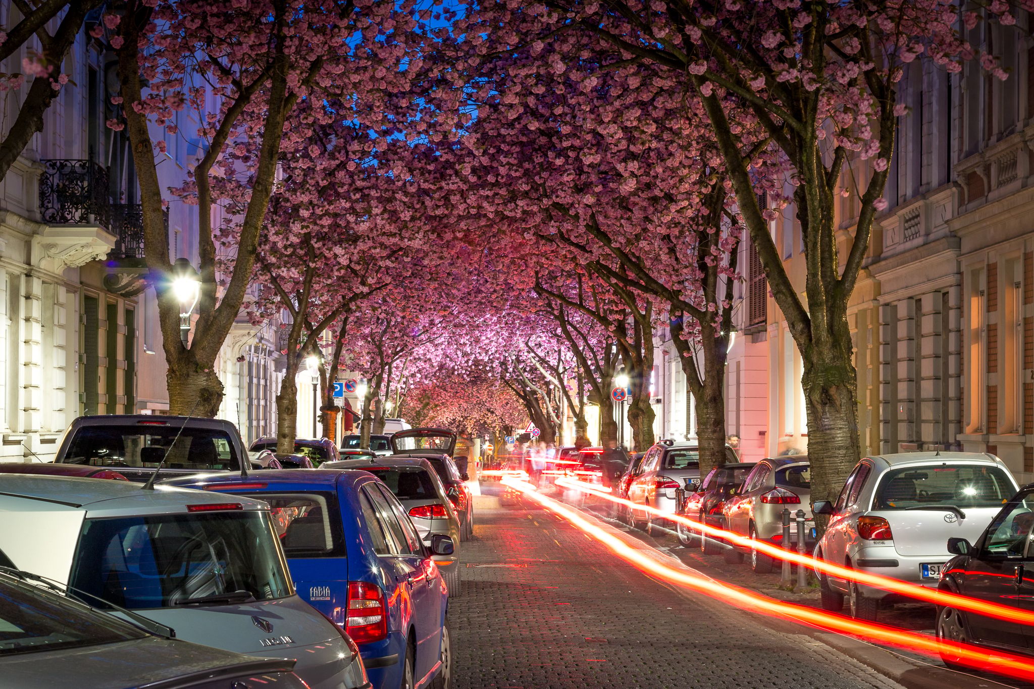 Cherry trees at Heerstreet, Bonn, Germany