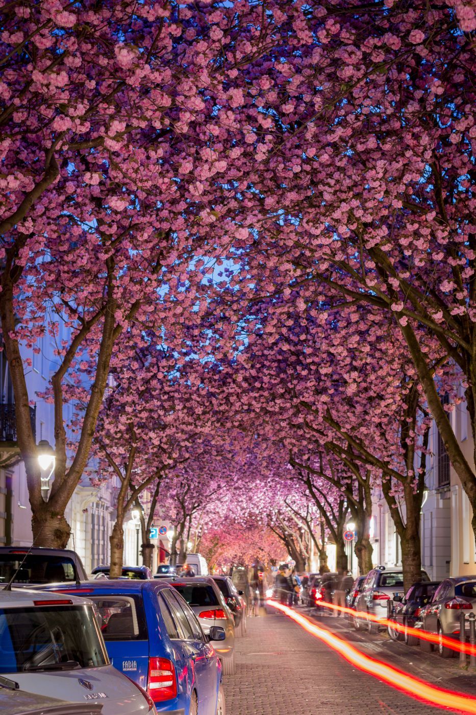 Cherry trees at Heerstreet, Bonn, Germany