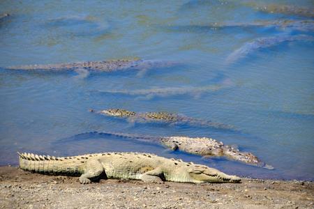 Crocodiles @ Rio Tarcoles