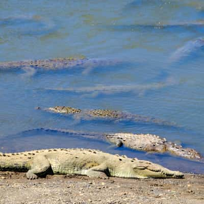 Crocodiles @ Rio Tarcoles, Costa Rica