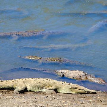 Crocodiles @ Rio Tarcoles, Costa Rica