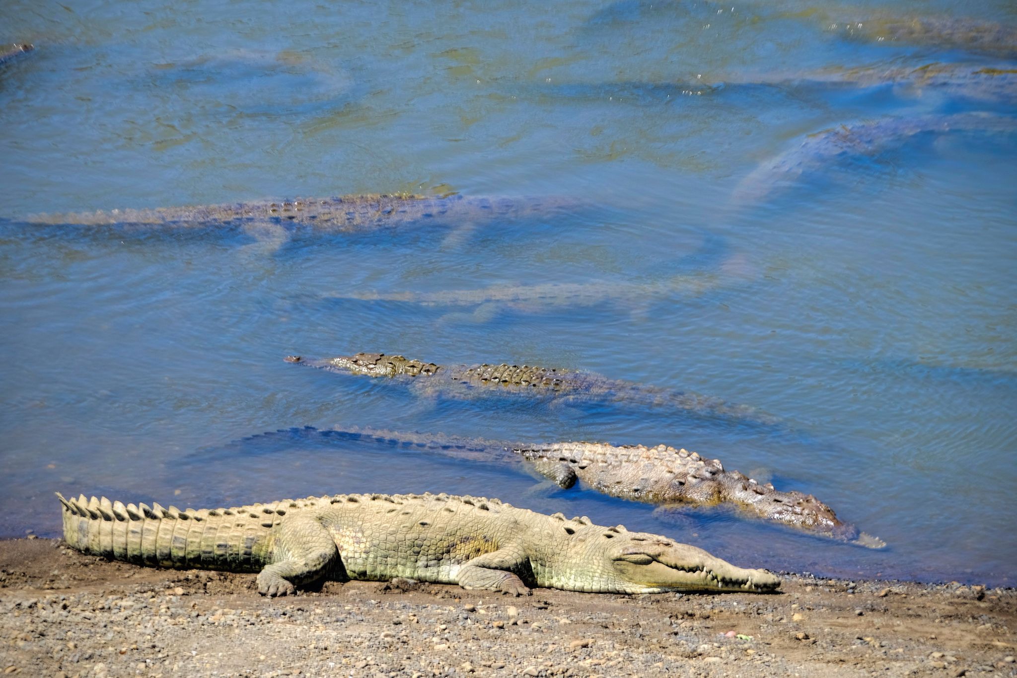 Crocodiles @ Rio Tarcoles, Costa Rica