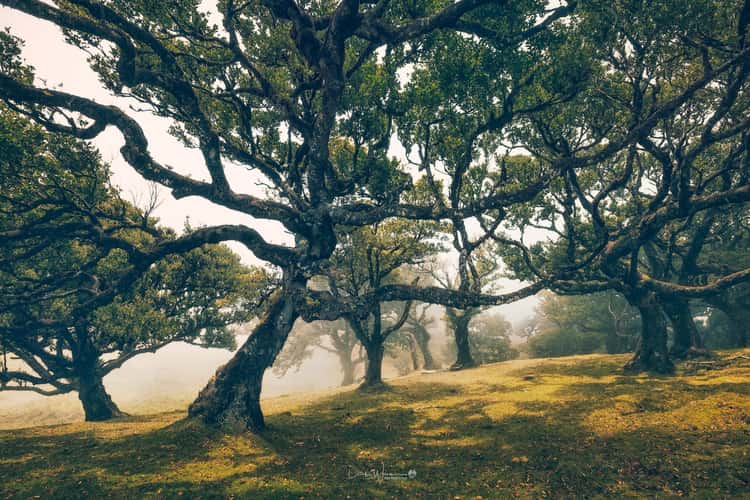 Fog Forest Fanal, Madeira