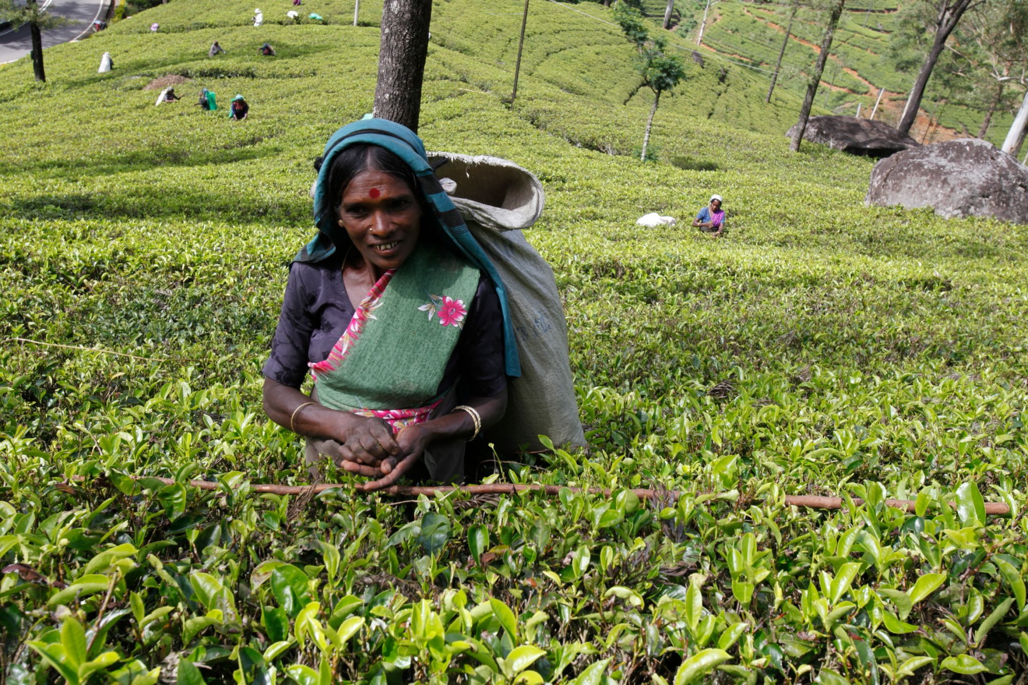 For a nice cup of tea, Sri Lanka
