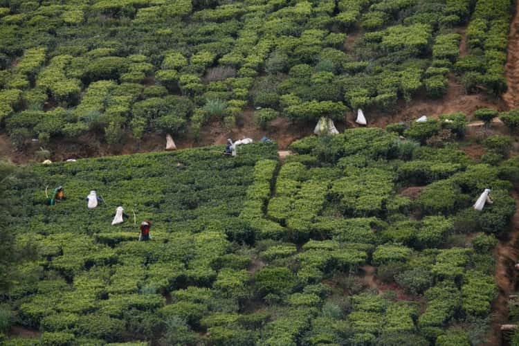 For a nice cup of tea