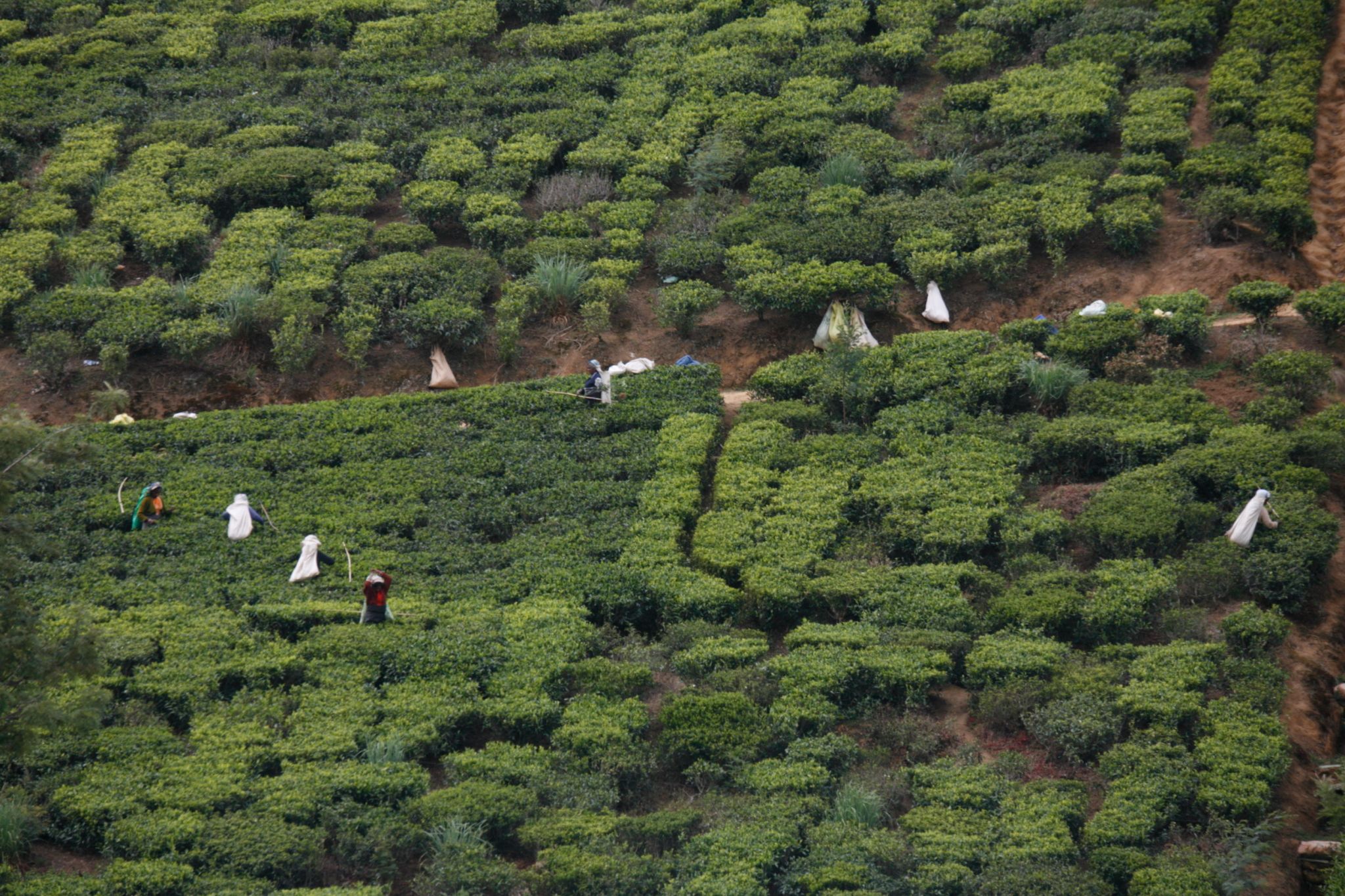 For a nice cup of tea, Sri Lanka