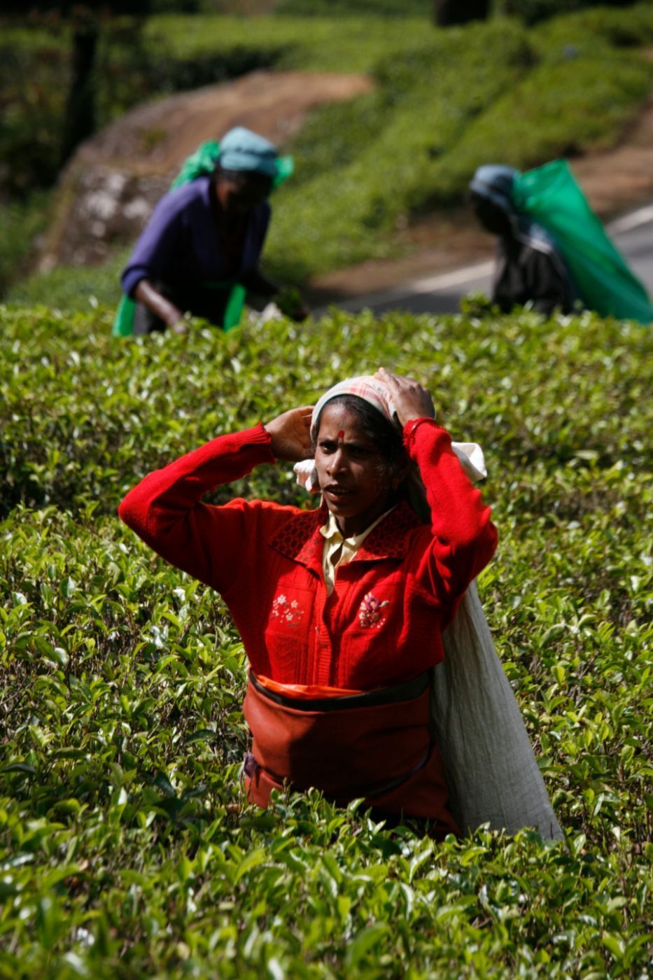 For a nice cup of tea, Sri Lanka