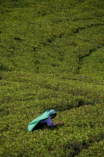 For a nice cup of tea