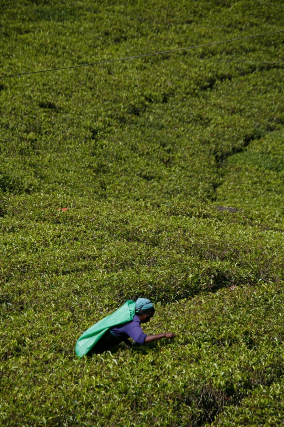 For a nice cup of tea, Sri Lanka