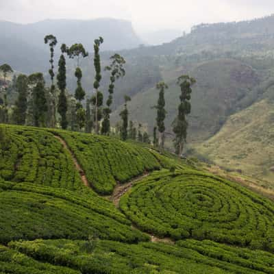 For a nice cup of tea, Sri Lanka