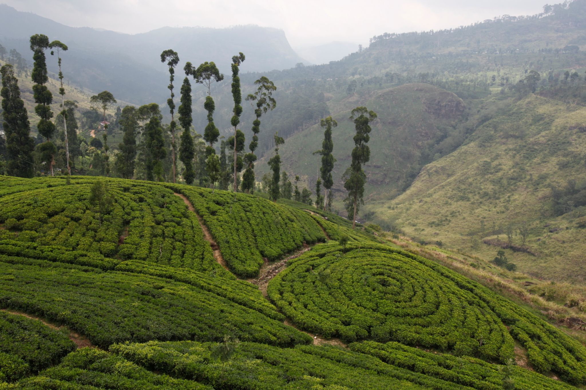 For a nice cup of tea, Sri Lanka