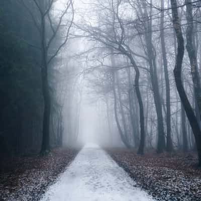 Forest between Asbach & Buchholz, Germany