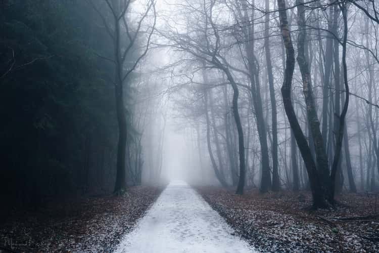 Forest between Asbach & Buchholz
