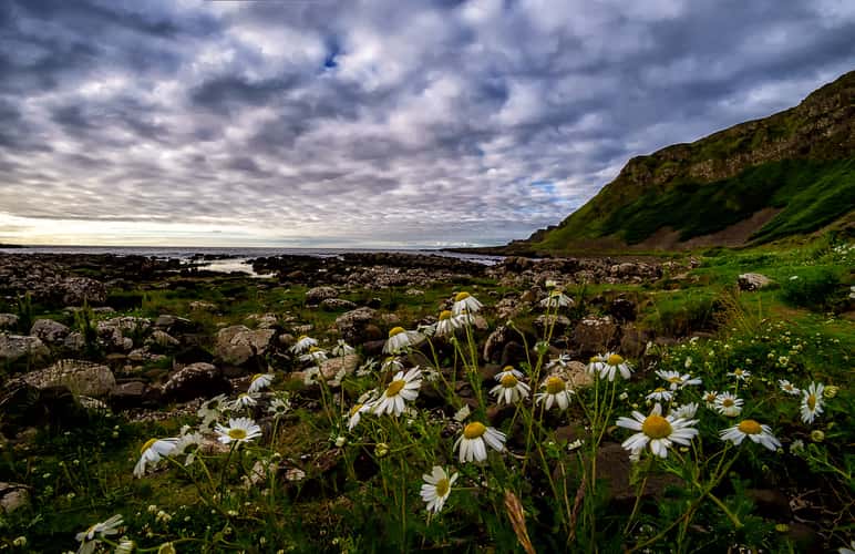 Giants' Causeway