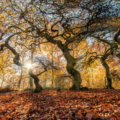 Witch Forest, Lietzow, Germany