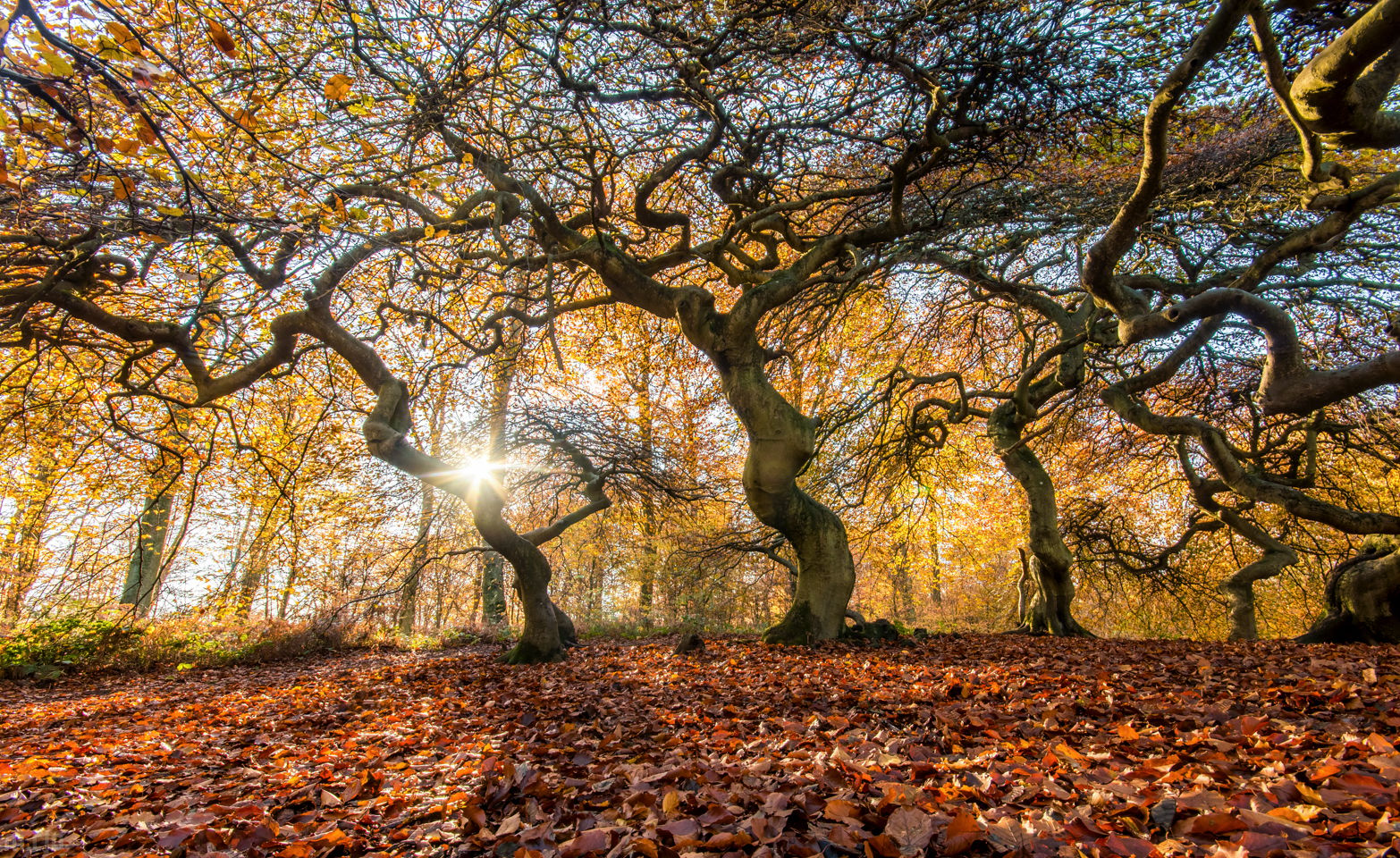 Witch Forest, Lietzow, Germany
