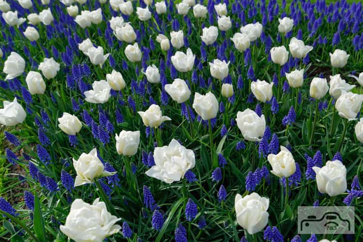 Keukenhof