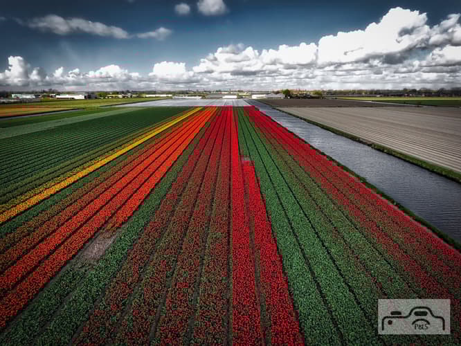 Keukenhof