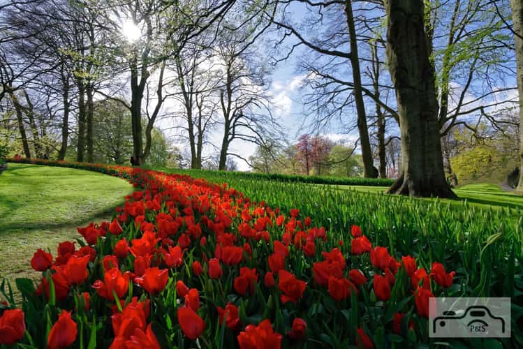 Keukenhof
