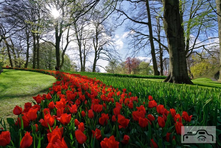 Keukenhof
