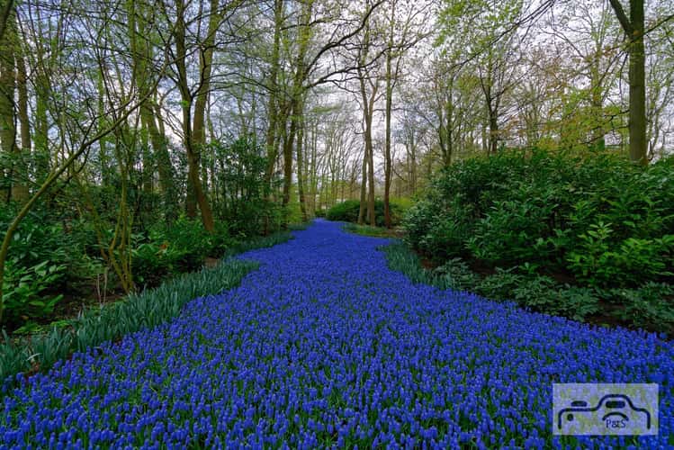 Keukenhof