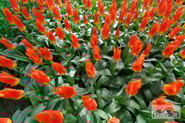 Keukenhof