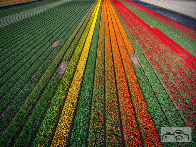 Keukenhof
