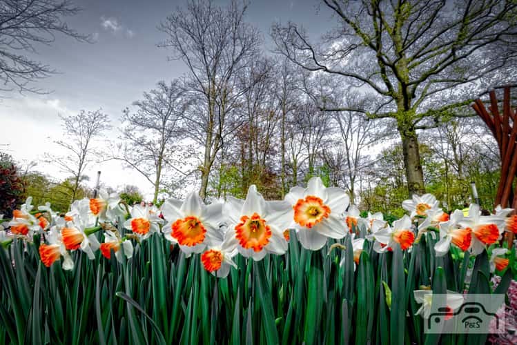 Keukenhof