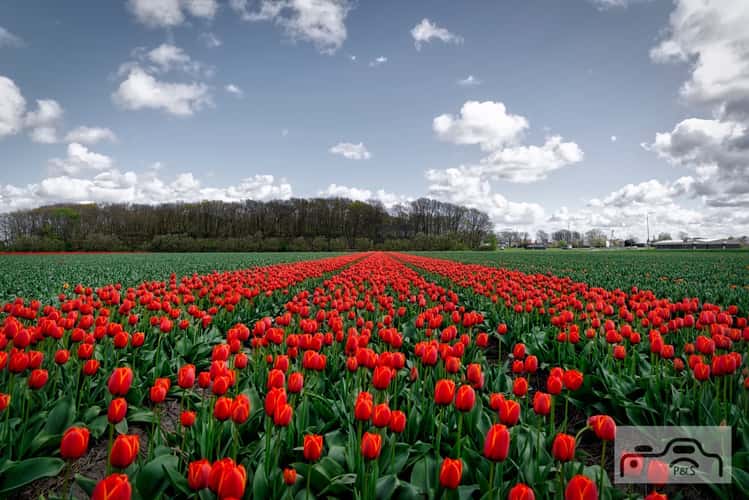 Keukenhof