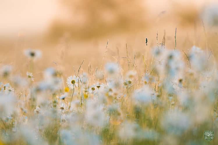 Maguerite blossom, Odenwald