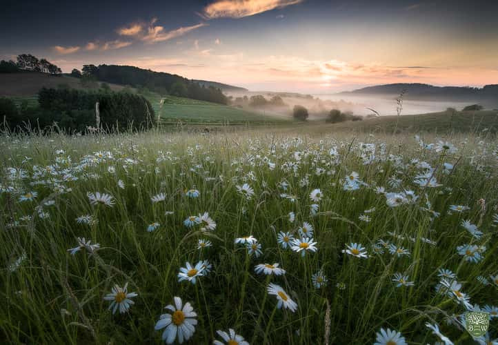 Maguerite blossom, Odenwald