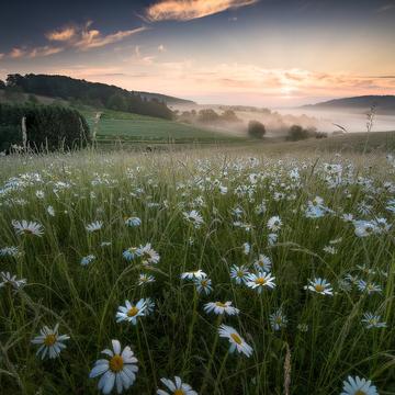 Maguerite blossom, Odenwald, Germany