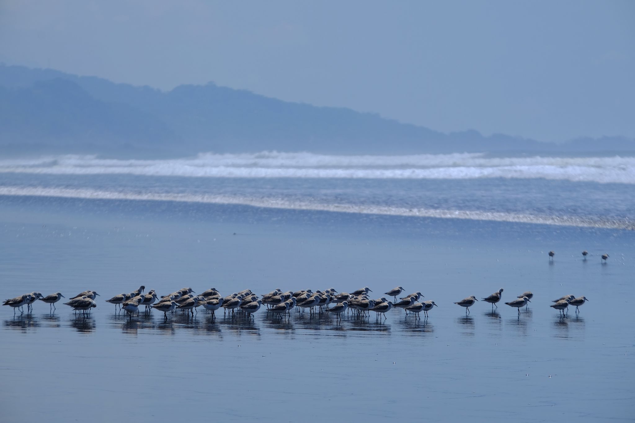 Matapalo, Costa Rica