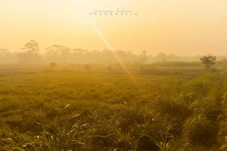 Paddy Field near Borobudur Temple
