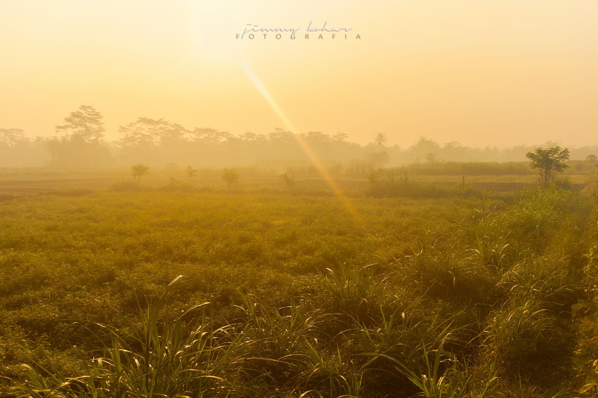 Paddy Field near Borobudur Temple, Indonesia