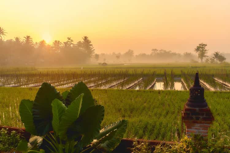 Paddy Field near Borobudur Temple
