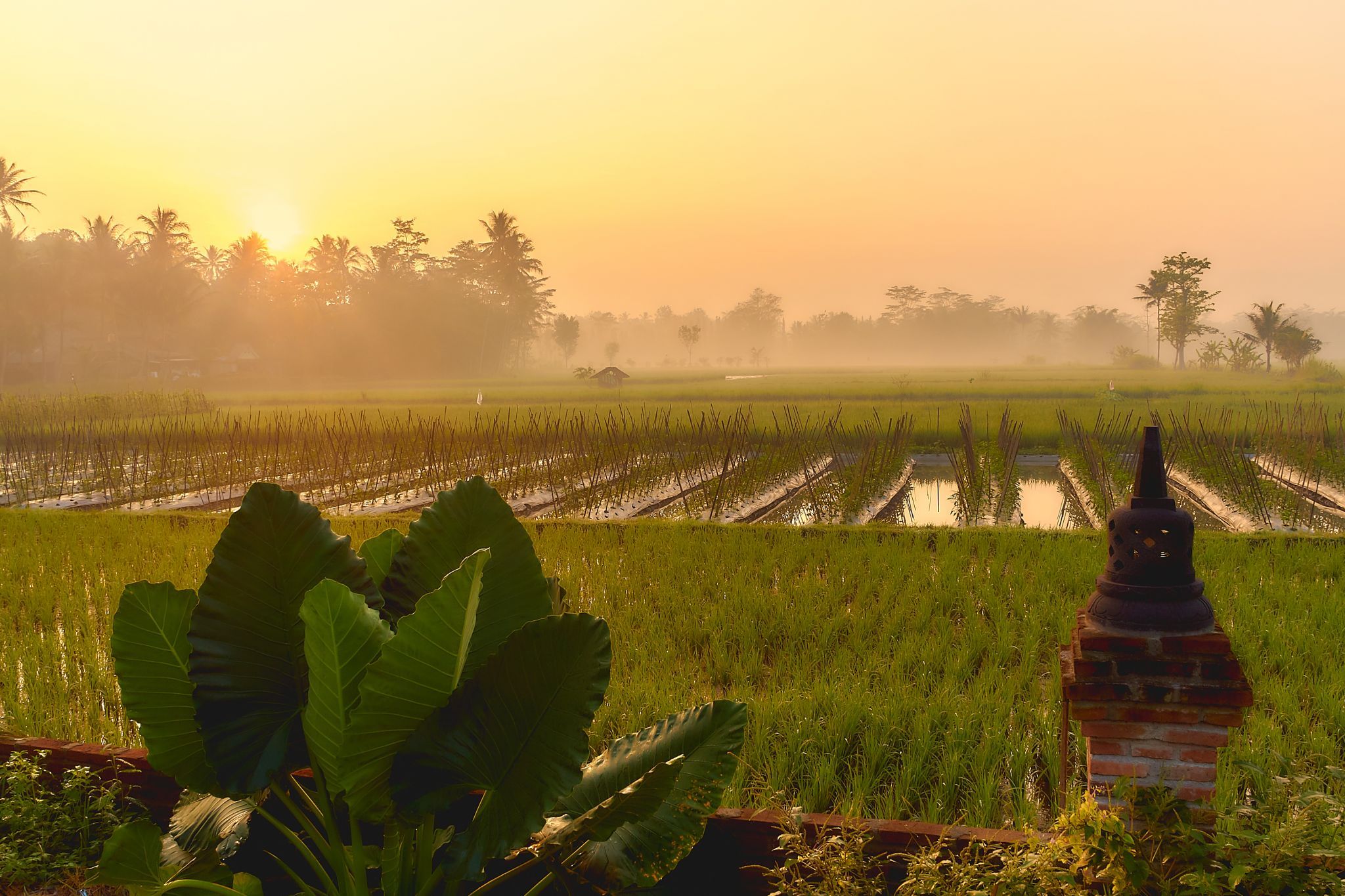 Paddy Field near Borobudur Temple, Indonesia