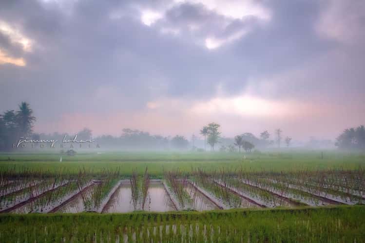 Paddy Field near Borobudur Temple