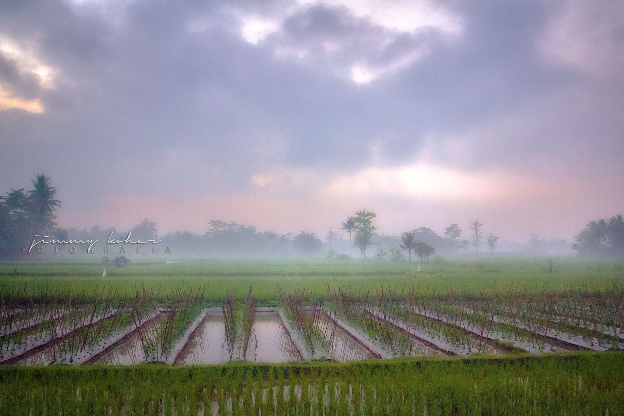 Paddy Field near Borobudur Temple, Indonesia