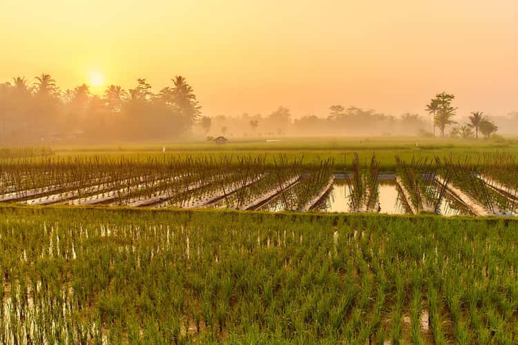 Paddy Field near Borobudur Temple