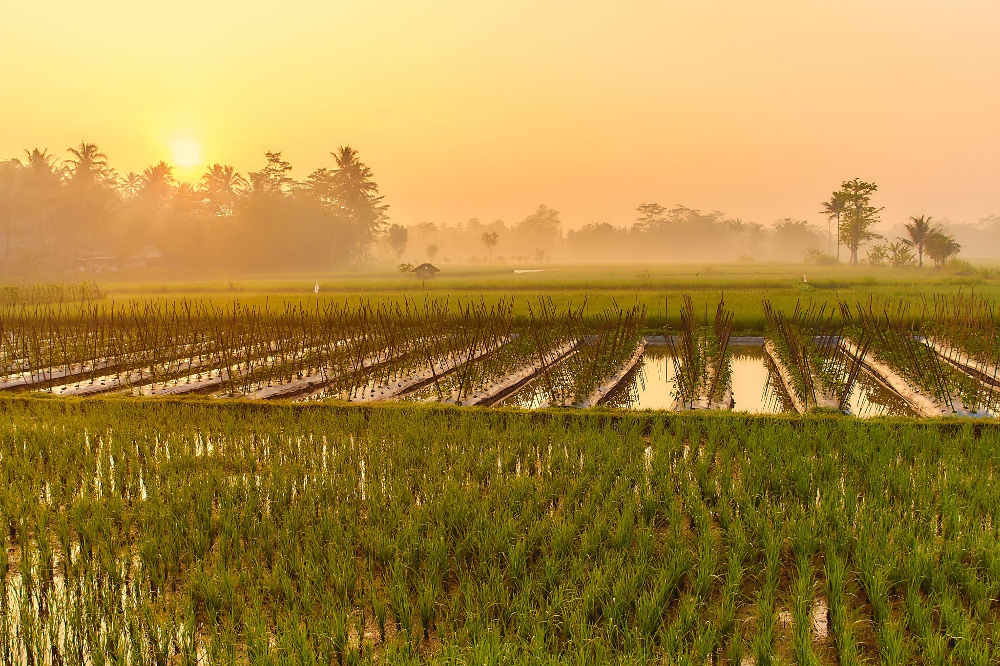 Paddy Field near Borobudur Temple, Indonesia