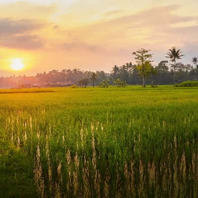 Paddy Field near Borobudur Temple, Indonesia