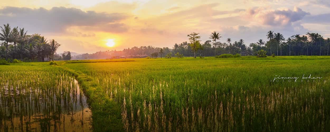Paddy Field near Borobudur Temple