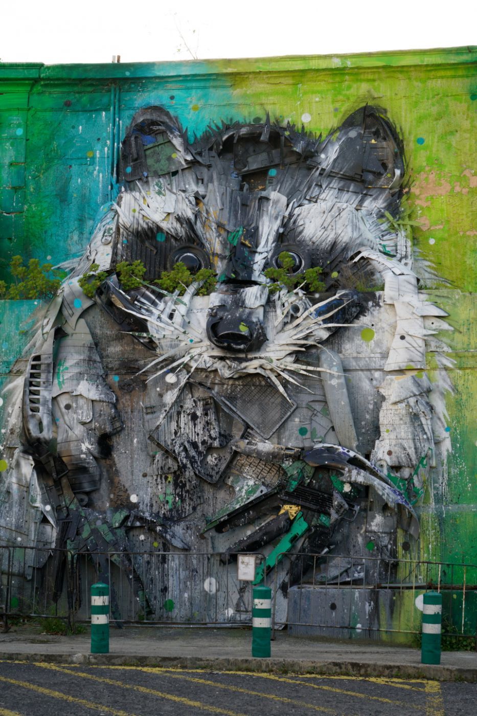 Raccoon, Portugal