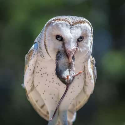 Raptor Domain, Australia