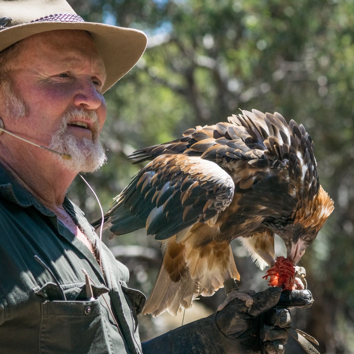 Raptor Domain, Australia