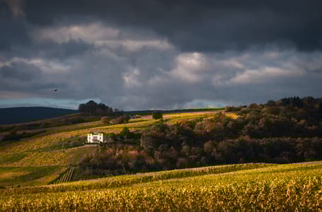 Rheingau vineyards
