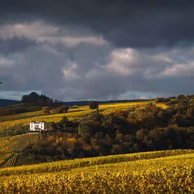 Rheingau vineyards, Germany