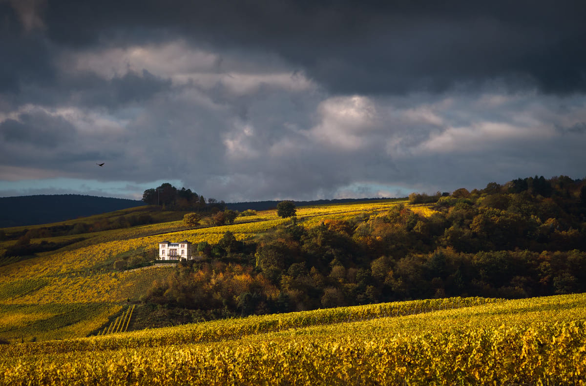 Rheingau vineyards, Germany